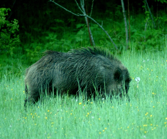 cinghiale